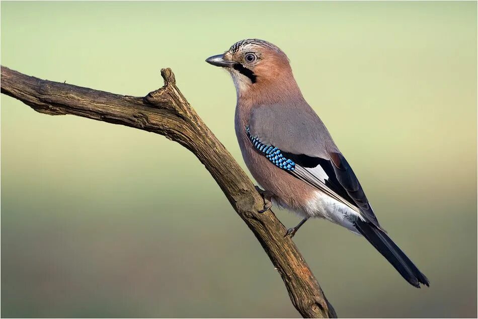 Сойка самец и самка. Юкатанская сойка. Сойка самец и самка. Самец и самка сойки фото. Сойка обыкновенная самка и самец.