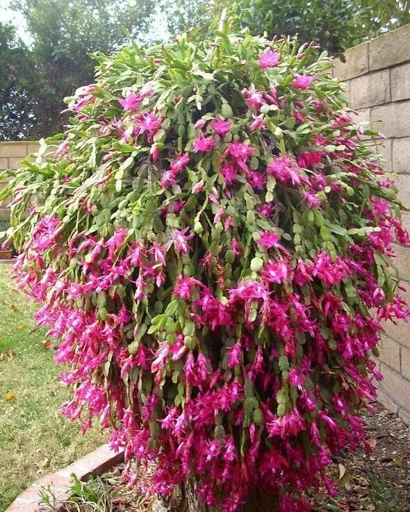 C di... Cactus fiorito d'appartamento: di Natale o di Pasqua? (Schlumbergera o R