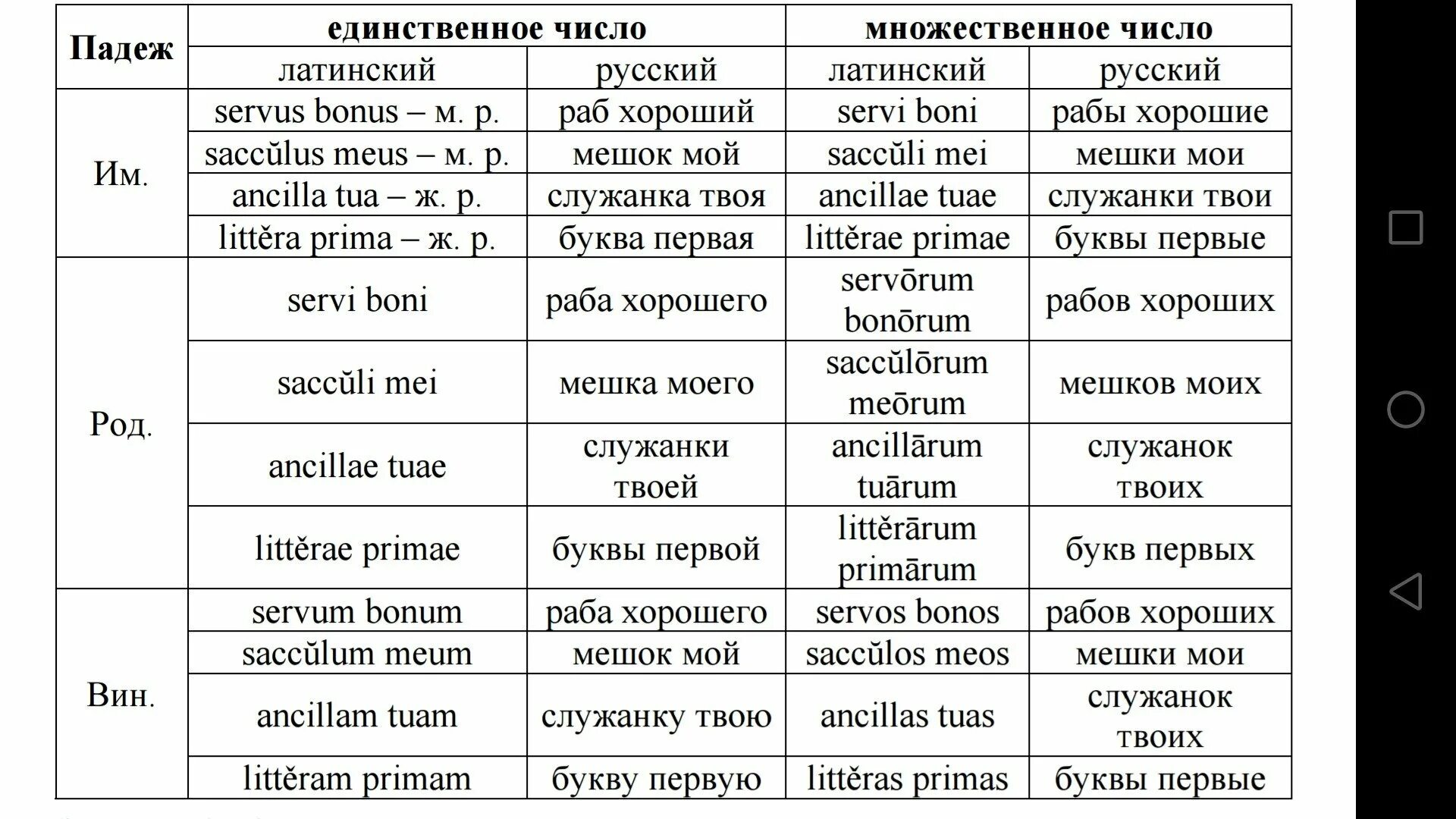 Множественное число в латинском языке. Таблица множественного числа в латинском. Мышцы на латыни во множественном числе. Множественное число латынь.