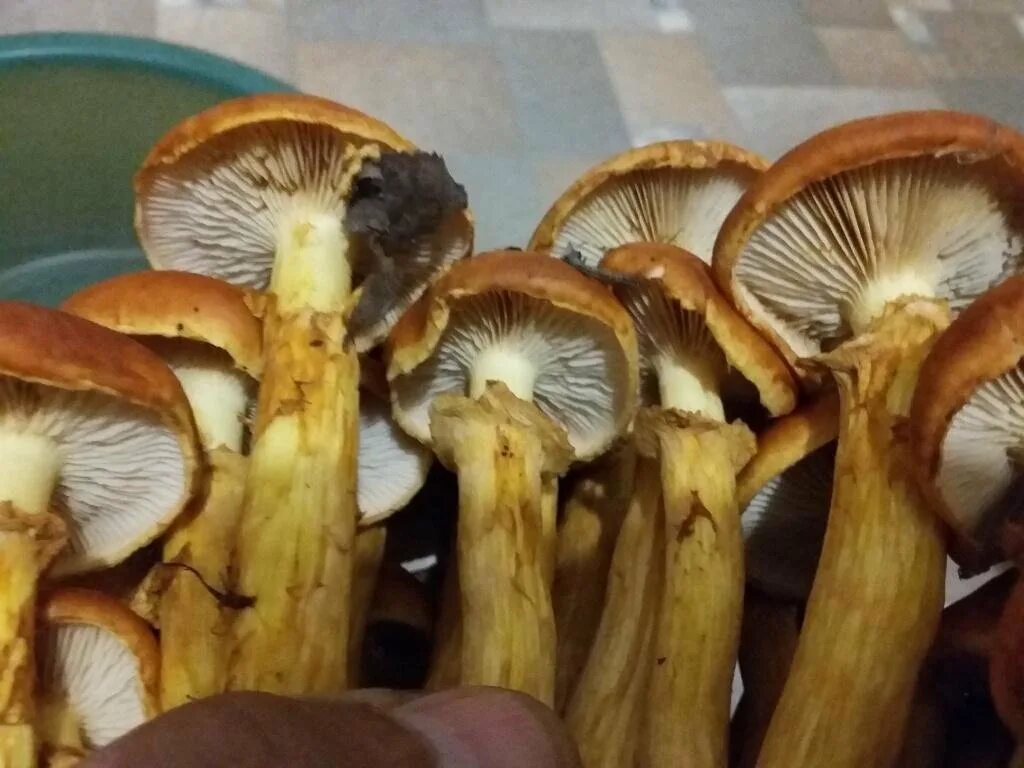 Гимнопил гриб фото и описание Гимнопил проникающий (Gymnopilus penetrans). Фото на сайте "Грибы: информация и