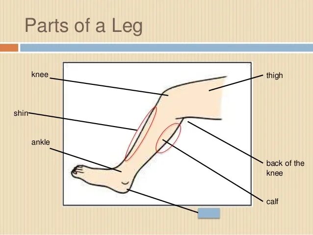 Leg перевод с английского. Части тела ноги. Shin часть тела. Leg части тела. Shin body Part.