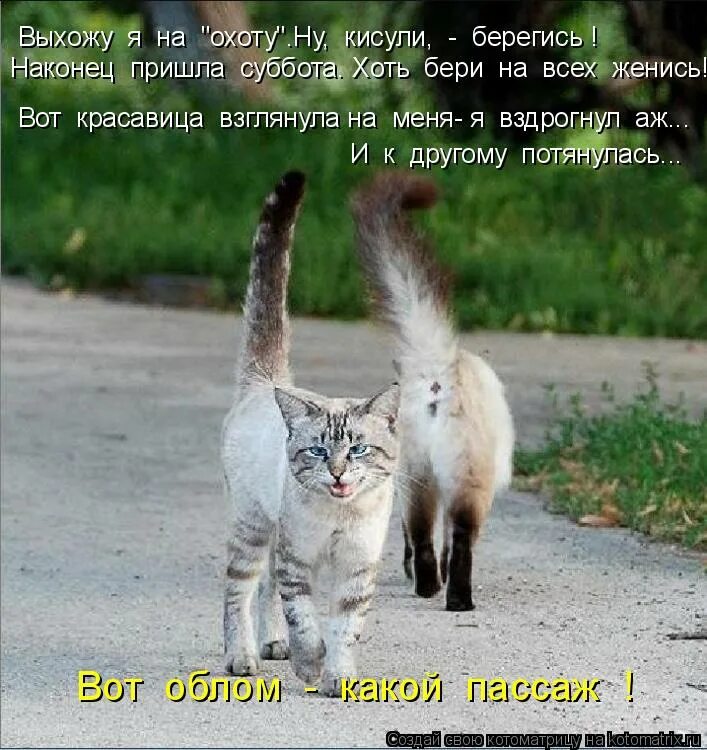 любимочка моя. кот не виноват. кот со всех сторон. ну прости меня пожалуйста. кисуля накажу текст.