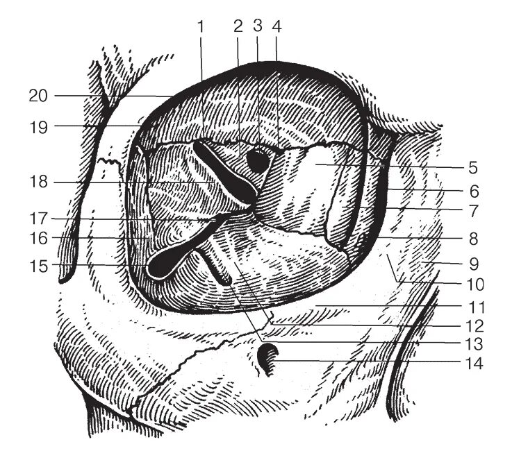 Части глазницы. Костные стенки глазницы анатомия. Орбита глазница анатомия. Глазница анатомия Синельников. Глазничная щель анатомия.