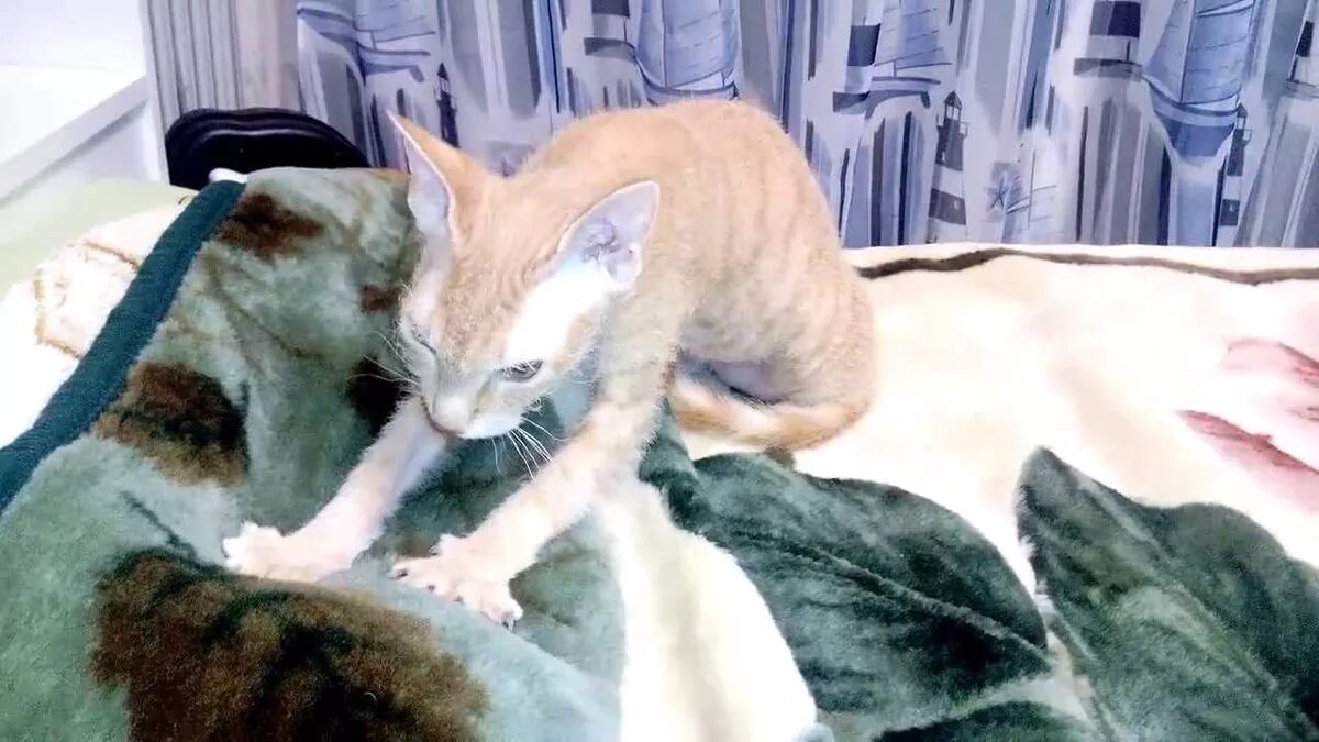 Кошка любит одеяло