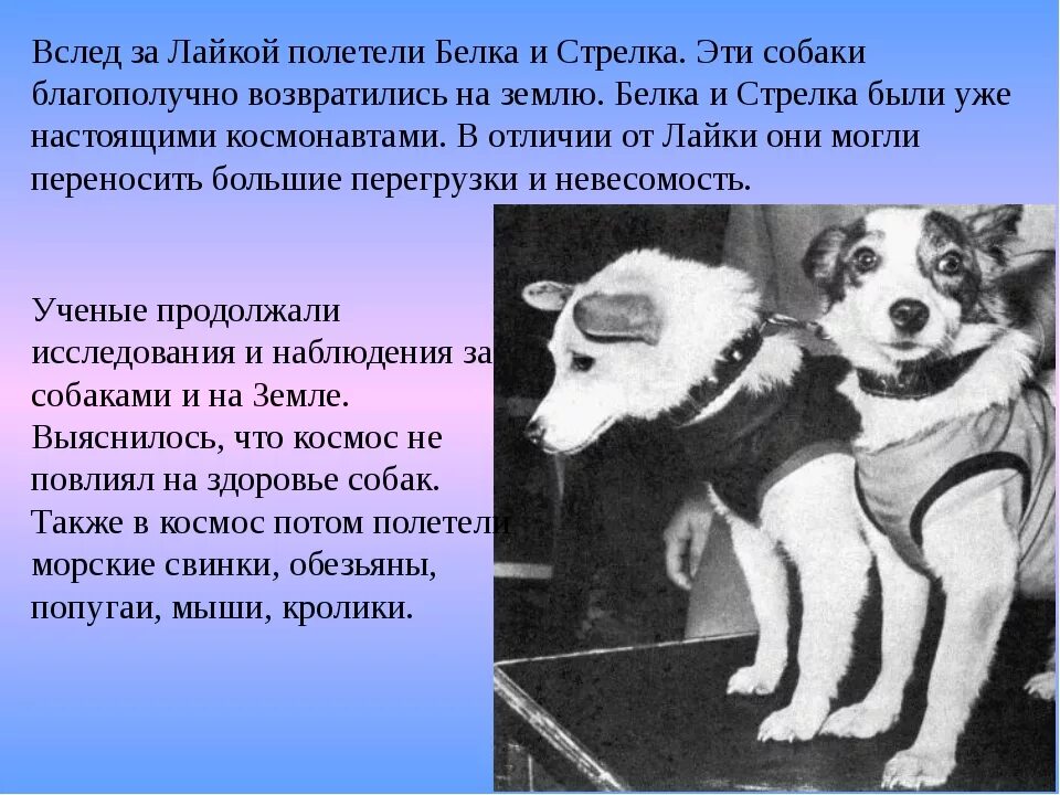 В каком году полетели собаки. Белка и стрелка собаки космонавты. Первые собаки в космосе. Рассказ про белку и стрелку. Первая собака полетевшая в космос.