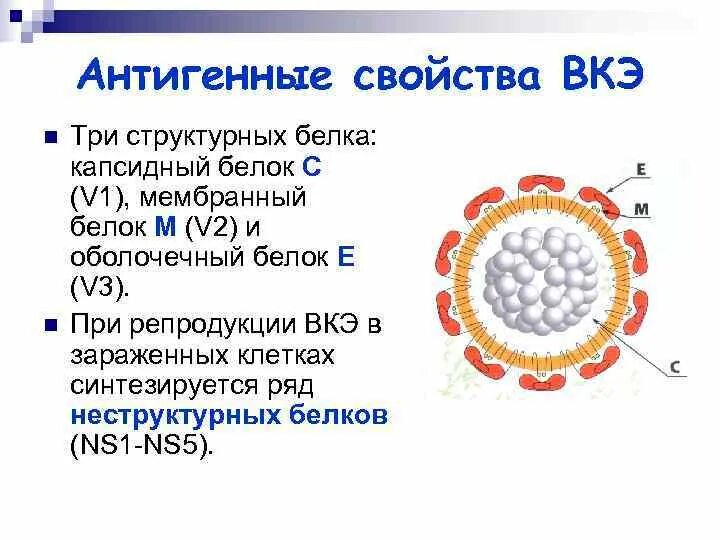 Virus капсидный белок. Схема репродукции вируса клещевого энцефалита. Структура вируса клещевого энцефалита. Арбовирусы строение. Белки вируса клещевого энцефалита.