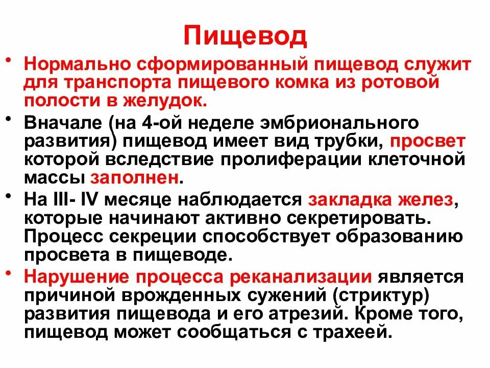 Формирование пищевода. Источники развития пищевода. Эмбриональное развитие пищевода. Эмбриональные источники развития пищевода.