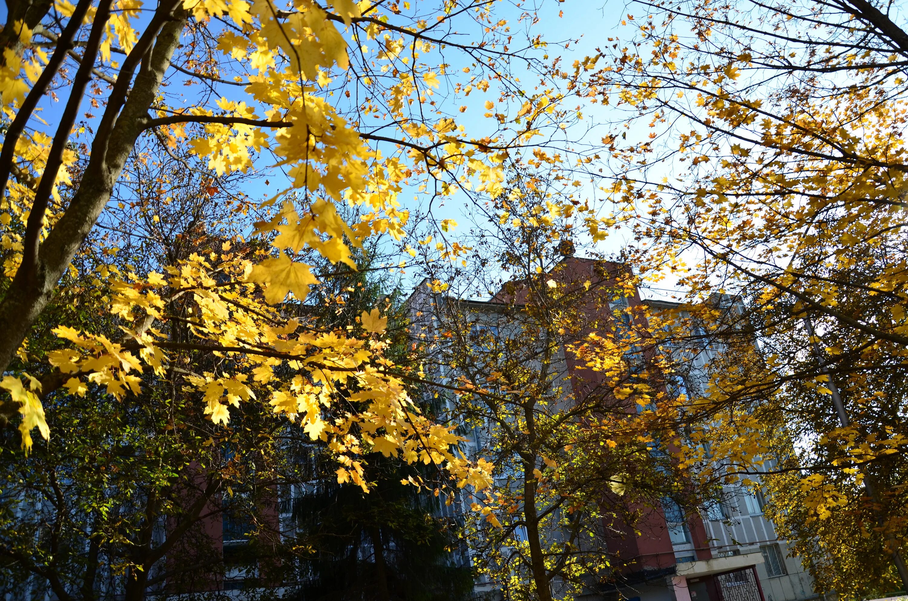 Листья жёлтые над городом. Осенние листья над городом кружатся. Кружит жёлтая листва. Листья жёлтые над городом картинки. Листья желтые кружатся оригинал