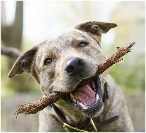Собаки грызут палочку фото. Можно собаке грызть палки. Собака с палкой. Лабрадор ретривер желтый. Бигль против таксы.