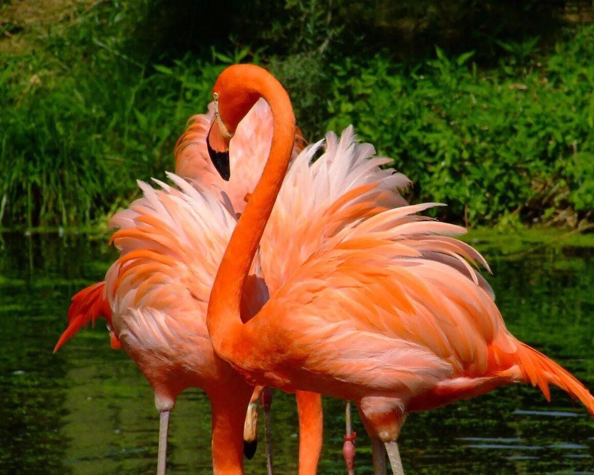 Красив фламинго. Розовый Фламинго птица. Желтый Фламинго. Андийский Фламинго. Красивые птицы Фламинго.