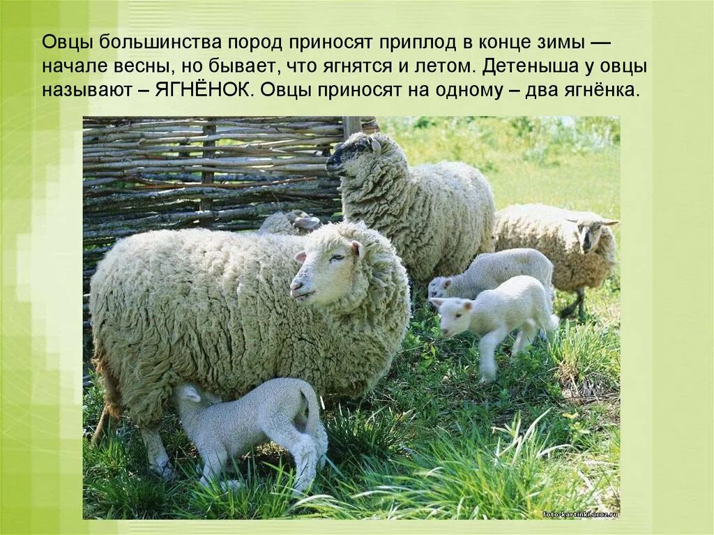 Как называется овцы