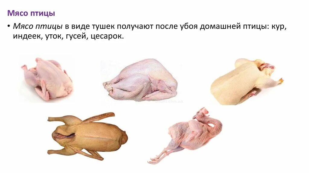 Вид мяса курица