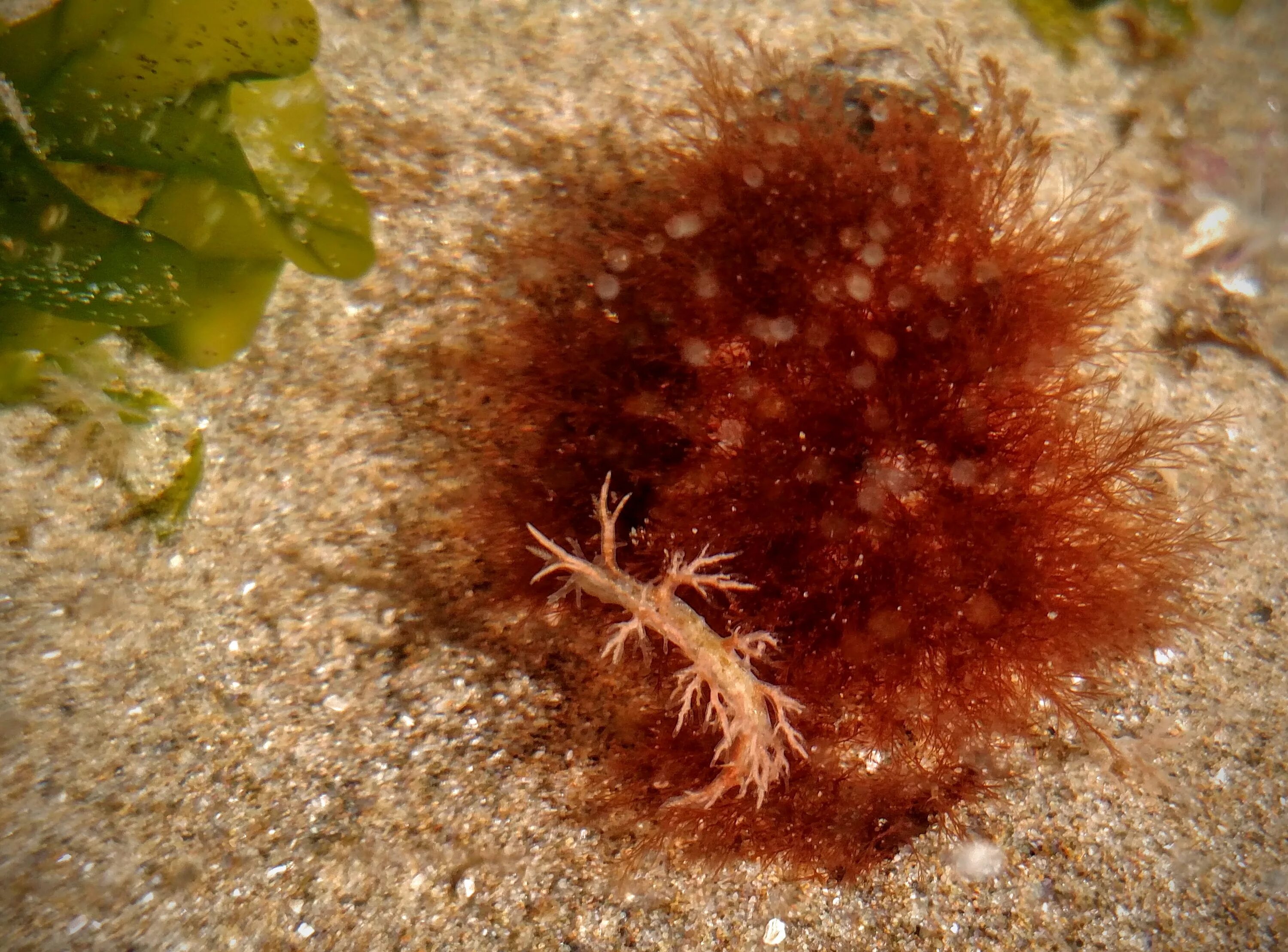 Моллюски Dendronotus. Dendronotus albopunctatus русское название. Акантодорас. Dendronotus новые виды.