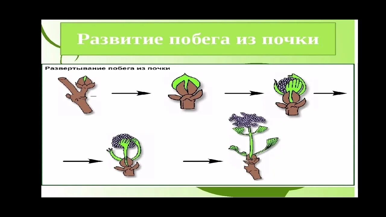 Развитие побега из почки. Побег и почки 6 класс биология. Побег и почки 6 класс биология видеоурок. Развитие побега из почки 6 класс.