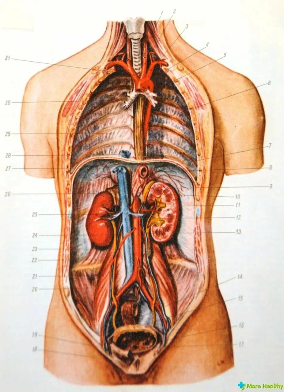 Анатомия человека внутренние органы. Анатомия человека в разрезе внутренние органы. Анатомия человека внутренние органы женщины. Органы грудной и брюшной полости человека. Органы человека схема с названиями и фото