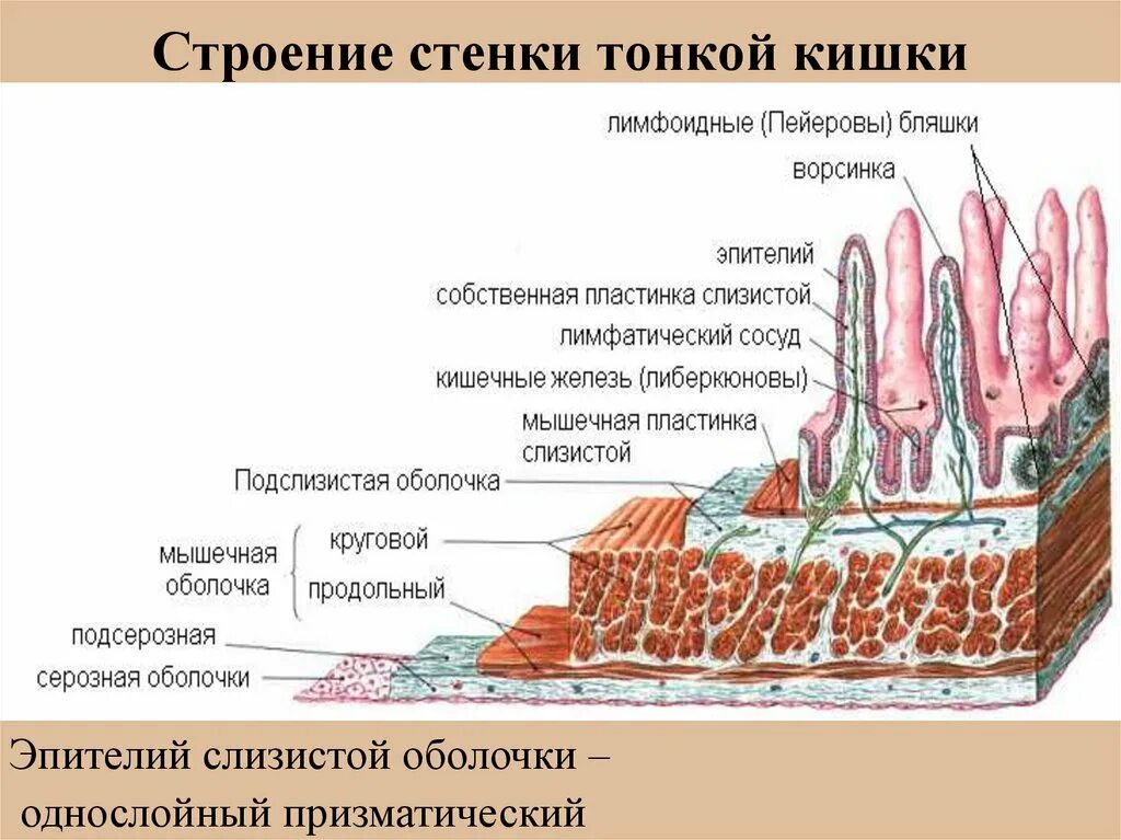 Слизистый слой кишки. Строение стенки тонкой кишки анатомия. Послойное строение тонкой кишки. Строение оболочек тонкой кишки. Строение оболочки тонкого кишечника.