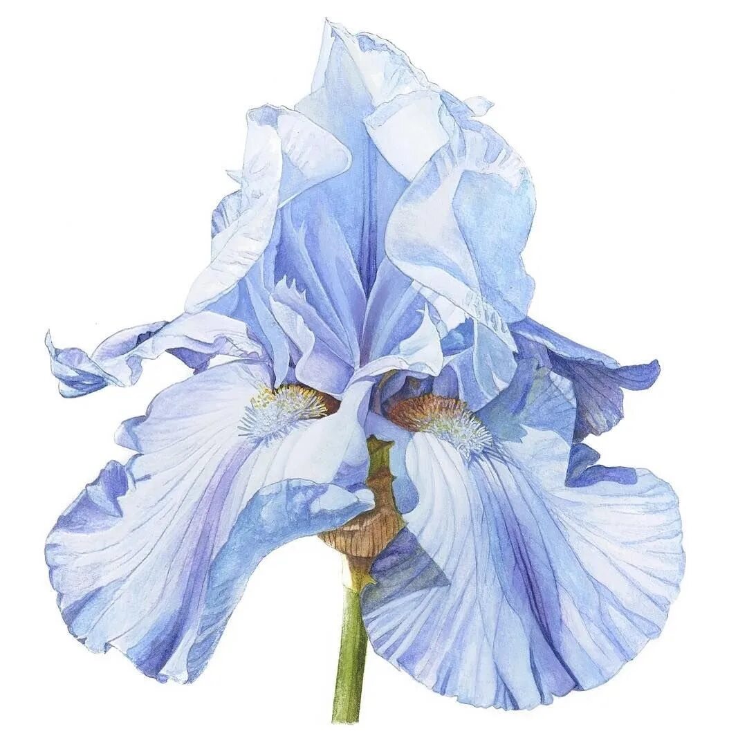 Iris x graphics