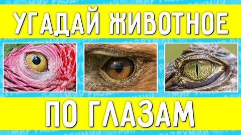 Видео где угадывают