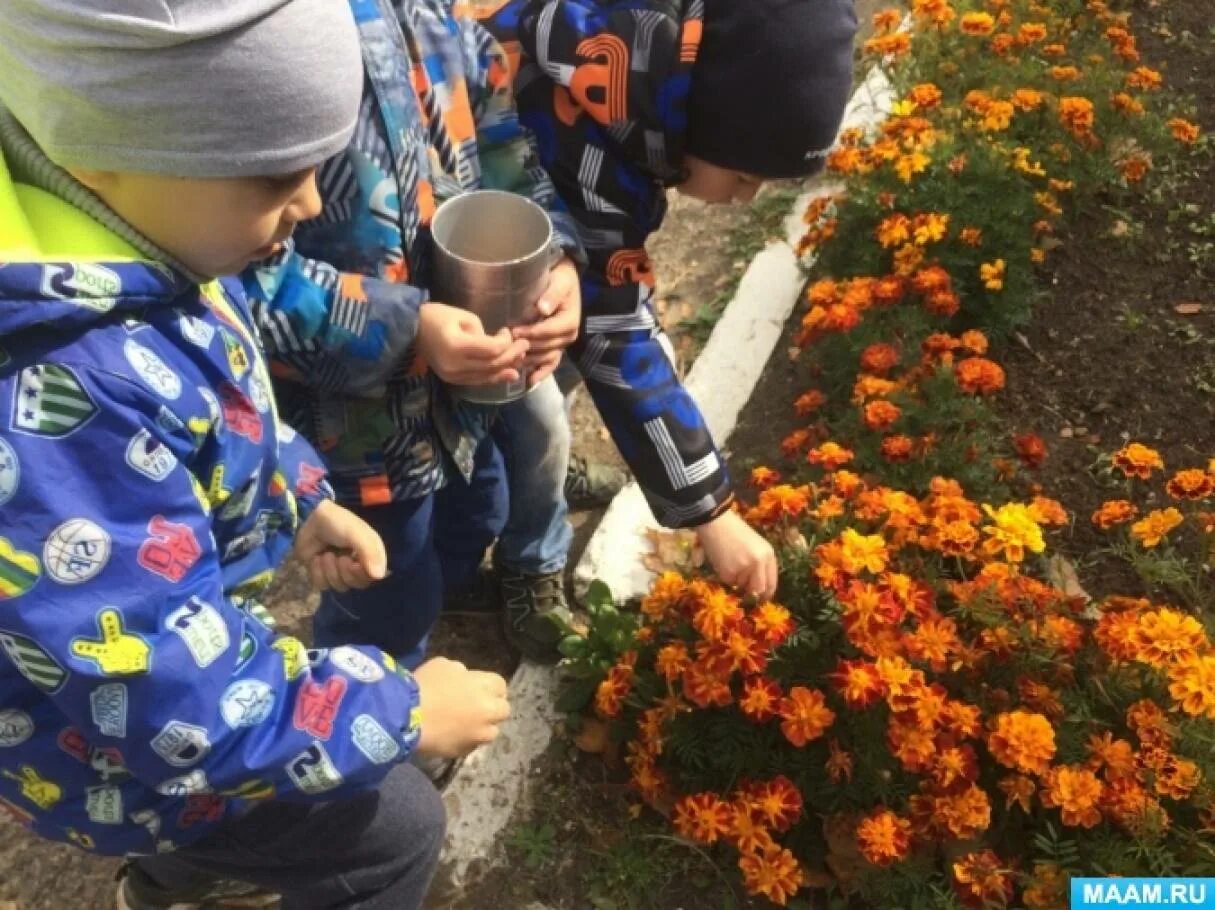 Собираем семена осенью. Наперстянка семена как выглядят. Бархатцы опыление. Дети собирают семена цветов. Собираем семена осенью.