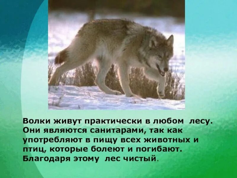 Рассказ о лесе. Животные леса для дошкольников. Кто живет в лесу. Плакат дикие животные леса. Плакат мозаика-синтез кому нужны деревья в лесу.