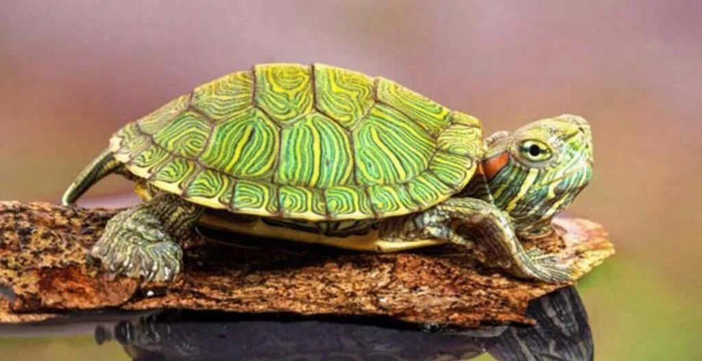 Turtle x. Красноухая черепаха. Красноухие Черепашки. Красноухая Пресноводная черепаха. Черепаха водная красноухая.