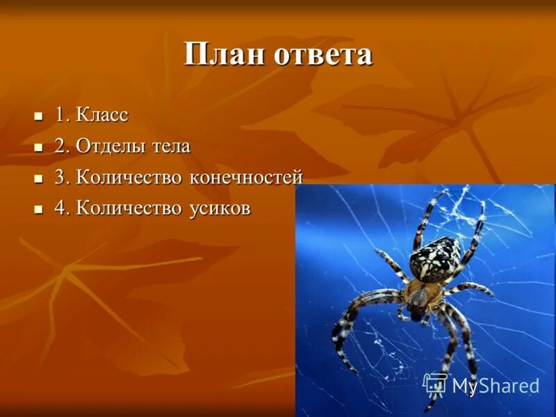 Растительноядные паукообразные. Характеристика класса паукообразные. Число пар усиков класс паукообразные. Ароморфозы моллюсков и членистоногих. Тип членистоногие тип ракообразные.