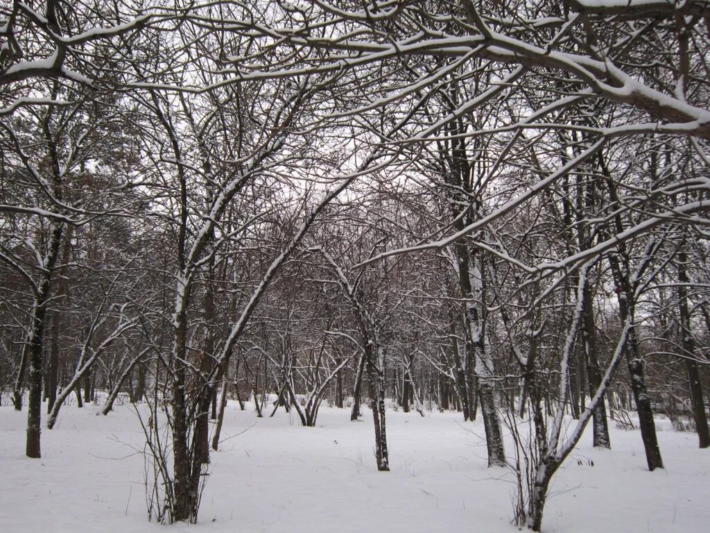 Снег ложился на деревья