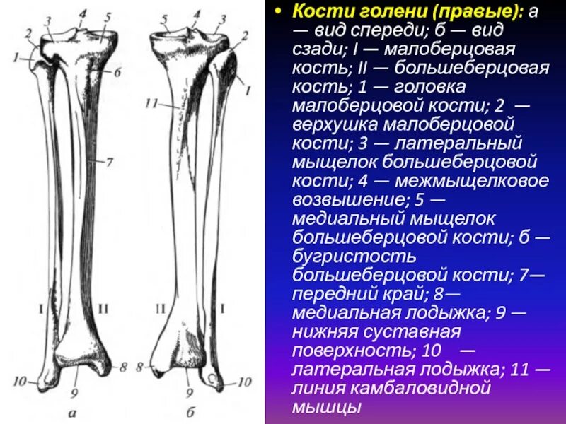 Кости голени малоберцовая кость. Строение костей голени вид спереди анатомия. Кости голени малоберцовая кость большеберцовая. Строение кости голени вид спереди.