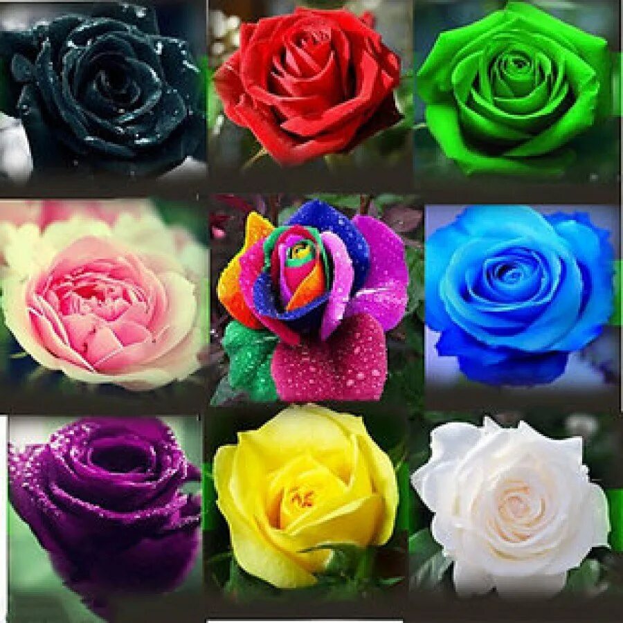Какие есть розы по цвету. Цвета роз. Разновидности роз. Цветы розы разновидности. Розы разновидности цвета.