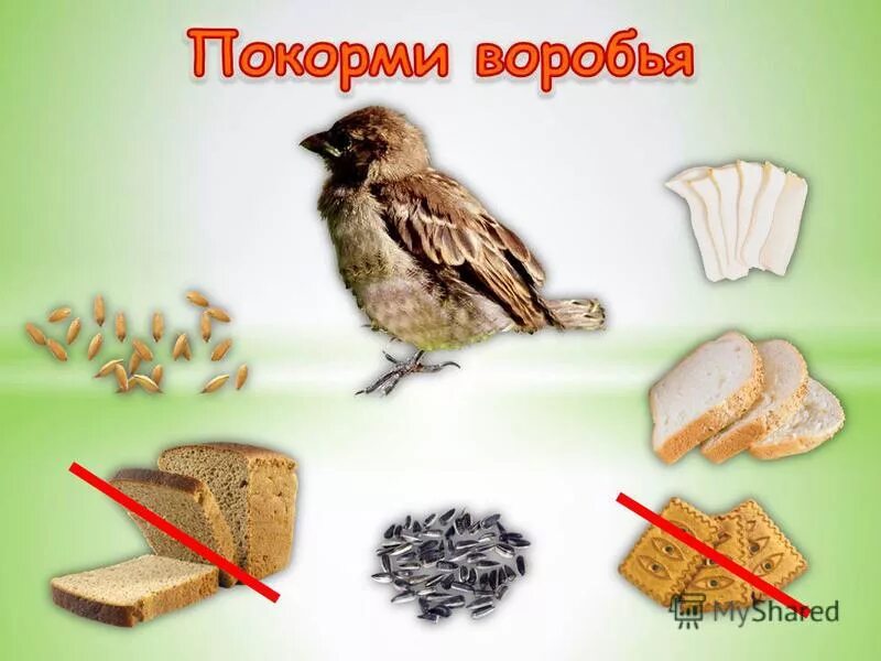 чем накормить воробья. ручной воробей. чем накормить воробья. птичка клюет зернышки. птицы клюют зерна.