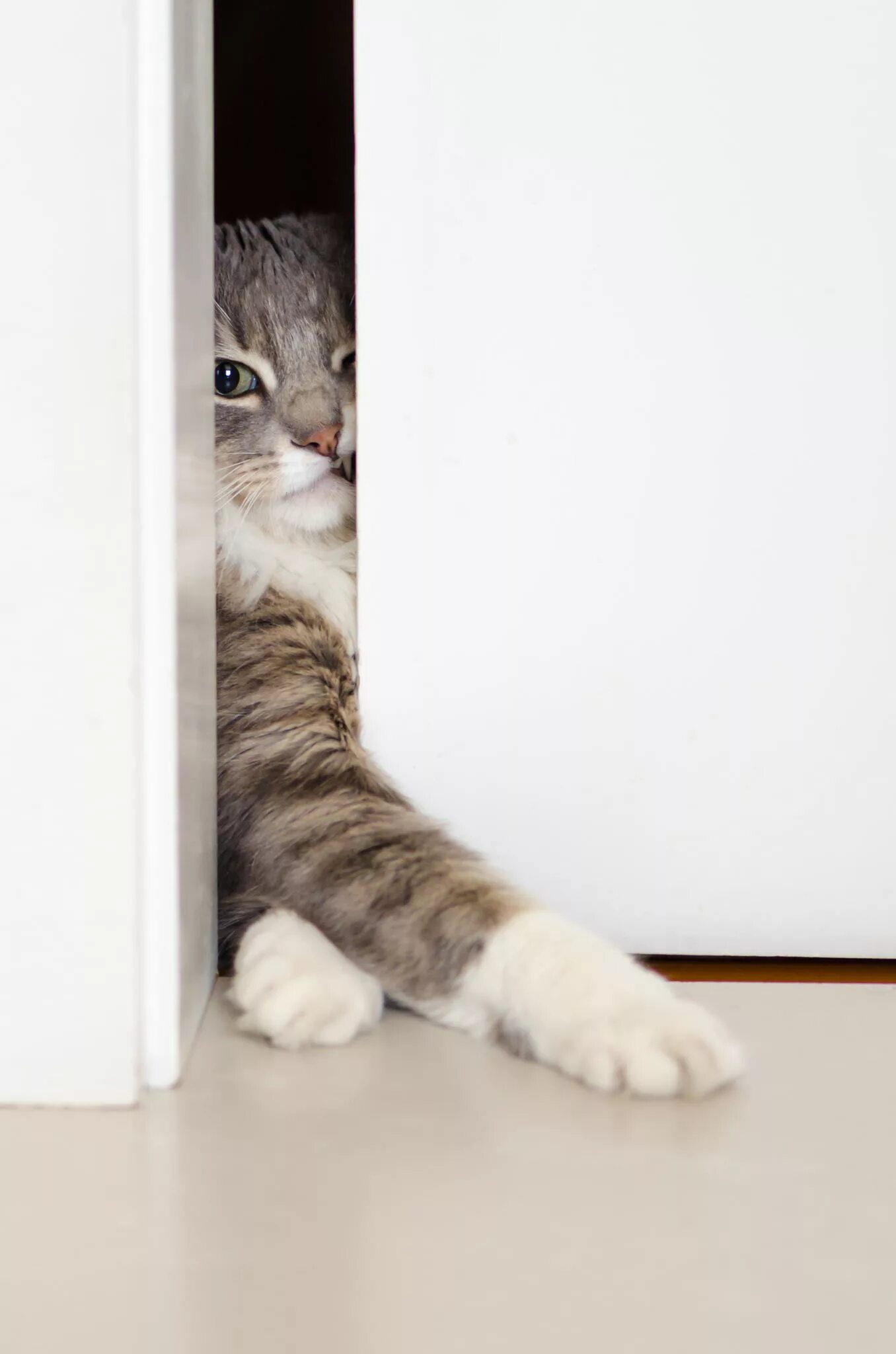 дверца для кошек в стеклопакет. коты в дорс. котенок выглядывает. дверь для кота. Cat look from the ceiling.