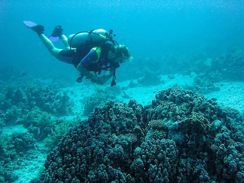 Sea dive. Цитадель Хургада дайвинг. Дайвинг в Хургаде. Подводный мир Средиземного моря Турция. Подводный мир Албании.