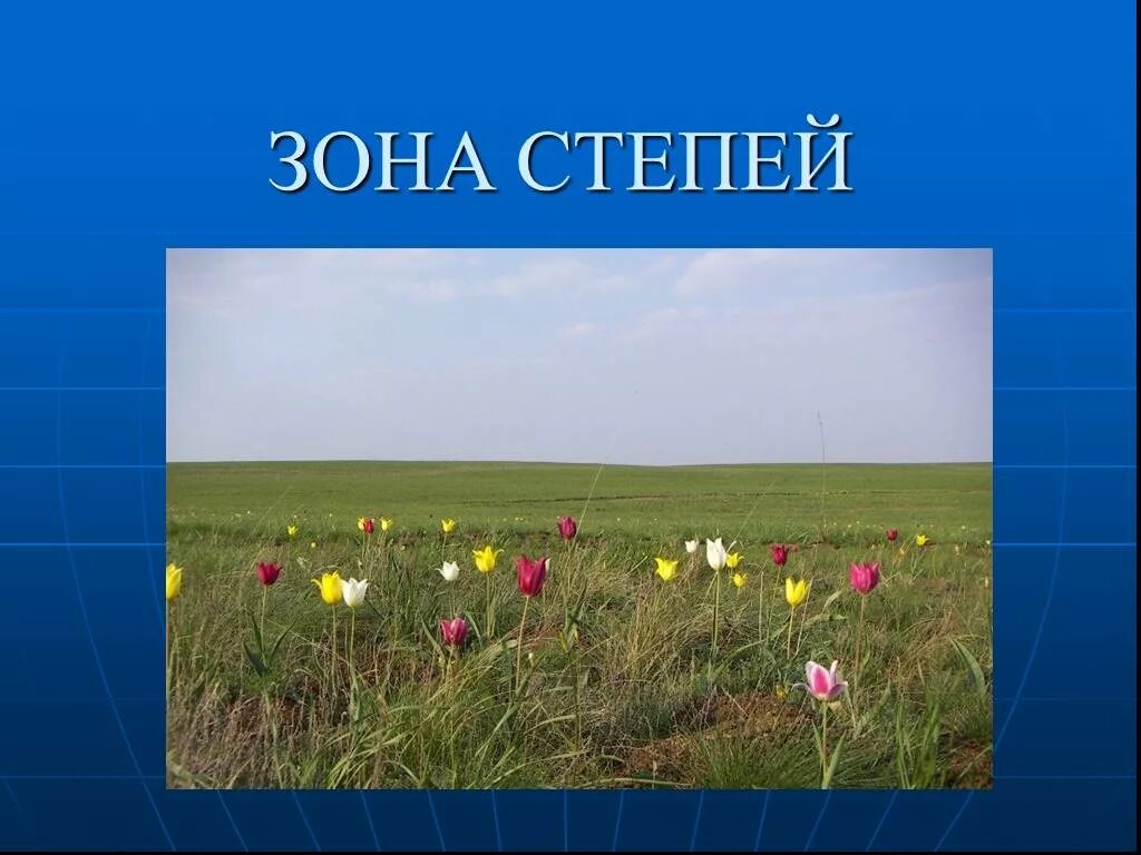 Зона степей. Степь природная зона. Проект про степи. Зона степей 4 класс.