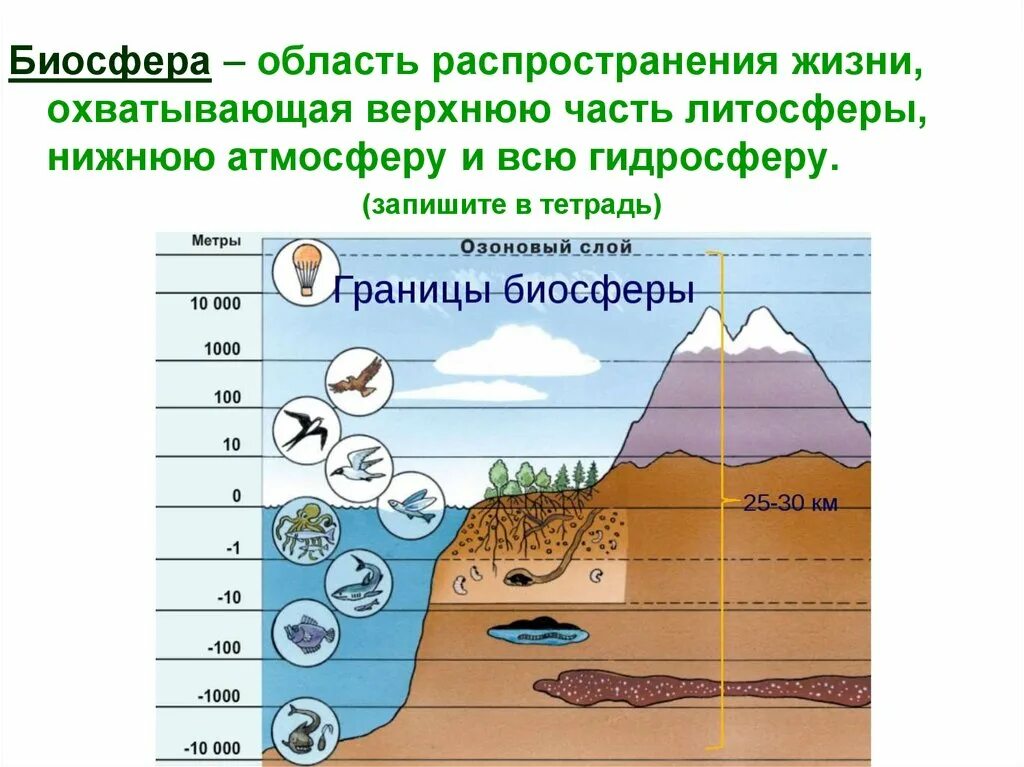 Биосфера. Границы биосферы. Структура биосферы. Биосфера картинки. Чем определяются границы распространения живых организмов