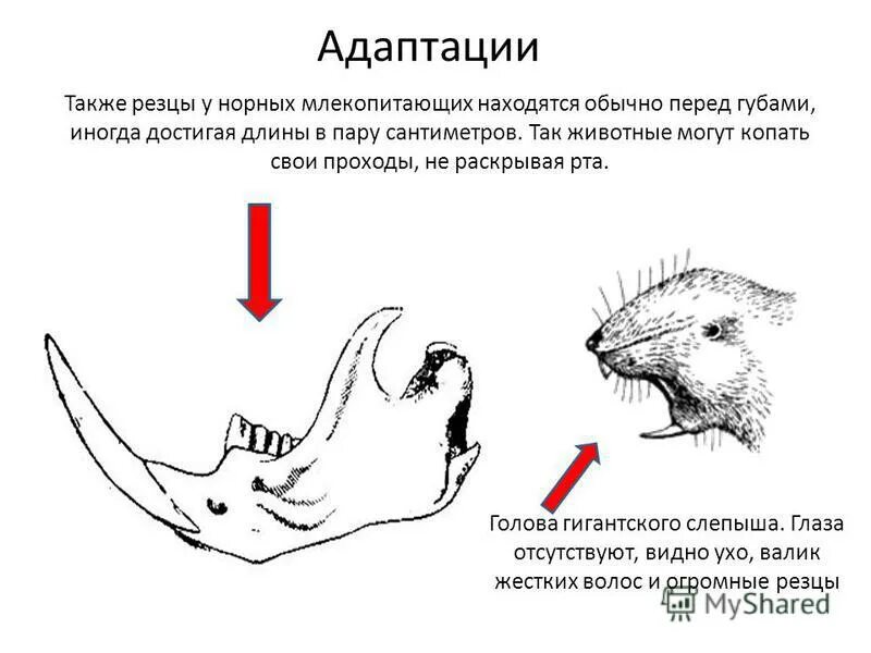 Какую особенность имеют резцы у грызунов