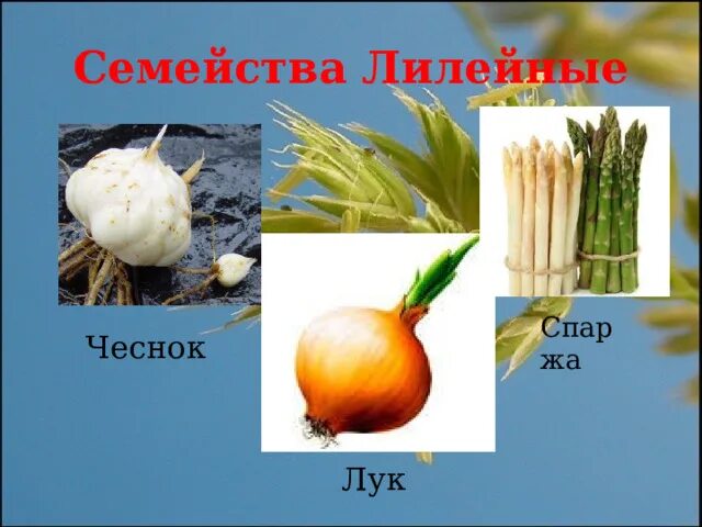 Спаржа обыкновенная. Спаржа на белом фоне. Спаржа банч. Спаржа с семенами льна. Лук спаржа.