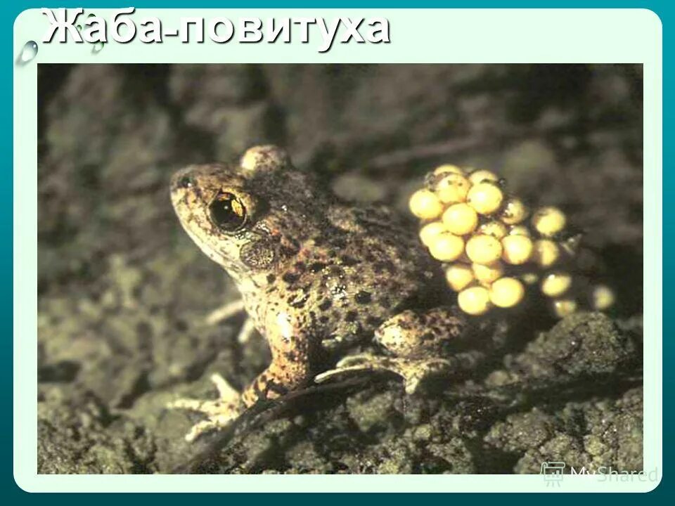 размножение лягушек. размножение бесхвостых. отряд бесхвостые земноводные. оплодотворение бесхвостых земноводных. земноводные лягушка икринки.