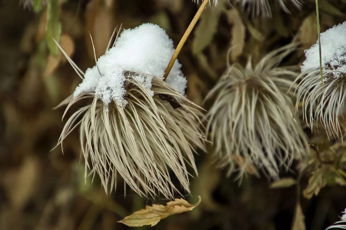 клематис тангутский фото и описание. клематис тангутский снежный. клематис тангутский китайские фонарики. клематис тангутский снежный. клематис тангутский снежный.
