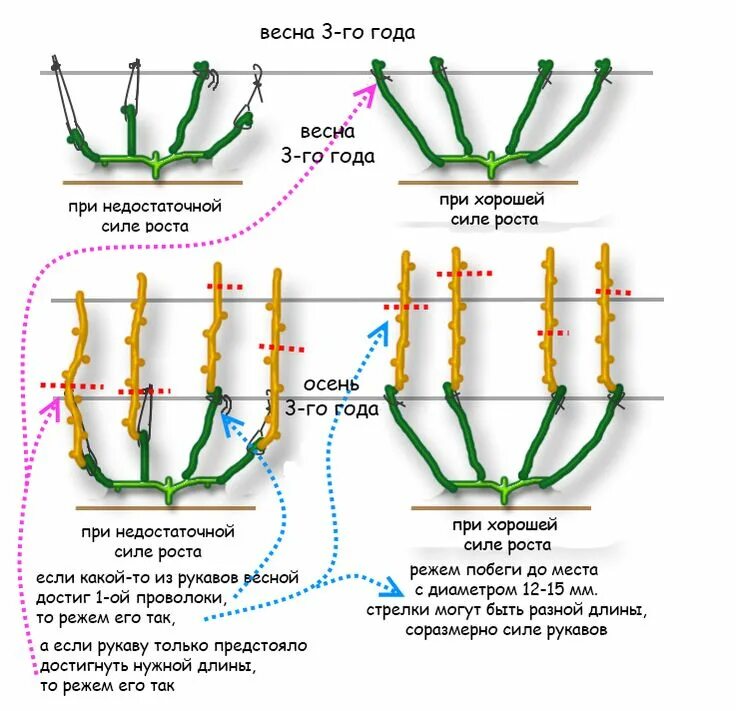 Уход за виноградом весной после зимы. Схема формировки виноградного куста. Схема правильной обрезки винограда осенью. Схема обрезки винограда летом правильно. Подрезка винограда весной схема.