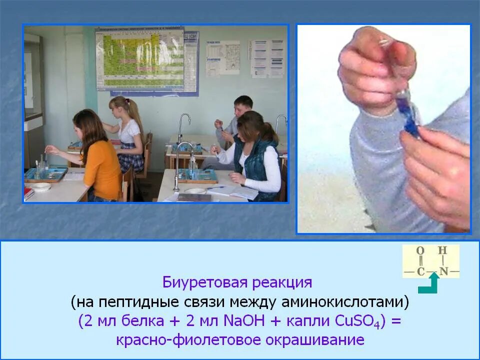 Реакция на пептидную связь. Биуретовая реакция белков с cuso4. белок naoh реакция. биуретовая реакция на белки cuso4. белок cuso4 реакция.