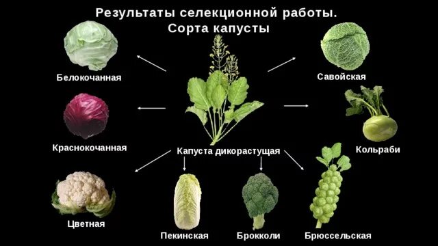 Дикий предок капусты. Савойская капуста сорта. Селекция капусты. Селекция растений примеры. Селекция культурных растений.