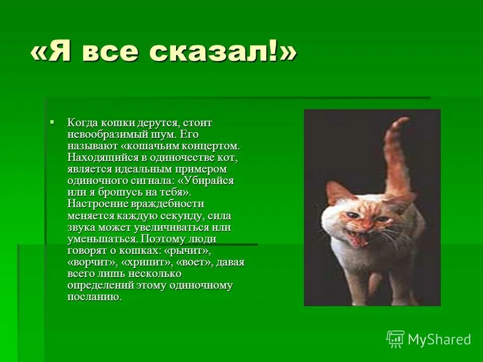 Почему кошек зовут кошками. Что можно сказать про кошку. Кот зовет. О чем говорят кошки. Как можно назвать кошку.