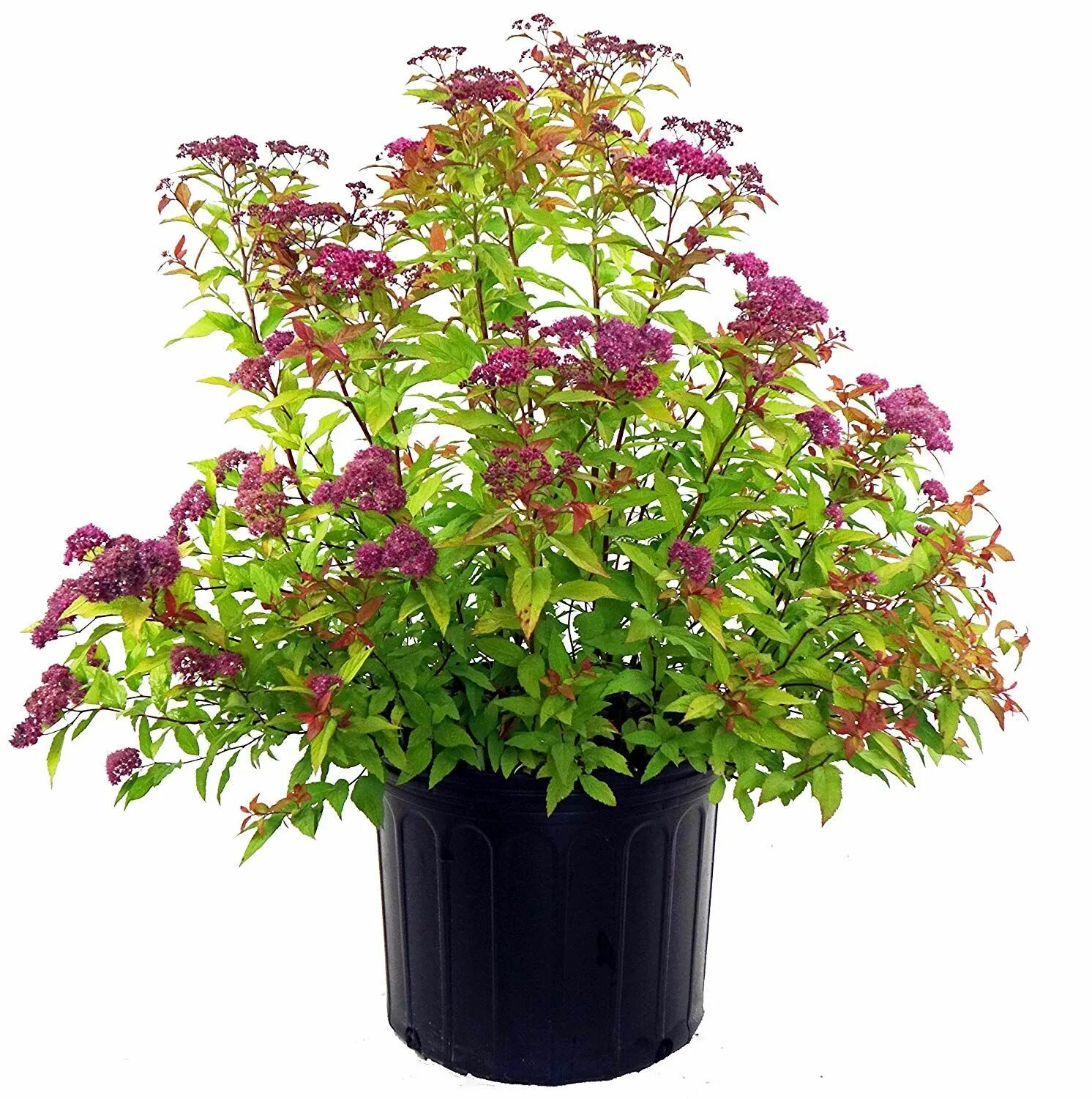 Спирея японская (spiraea japonica `goldmound`). Спирея little princess. Спирея в кашпо. Спирея грефшейм. Спирея японская голд флаим.