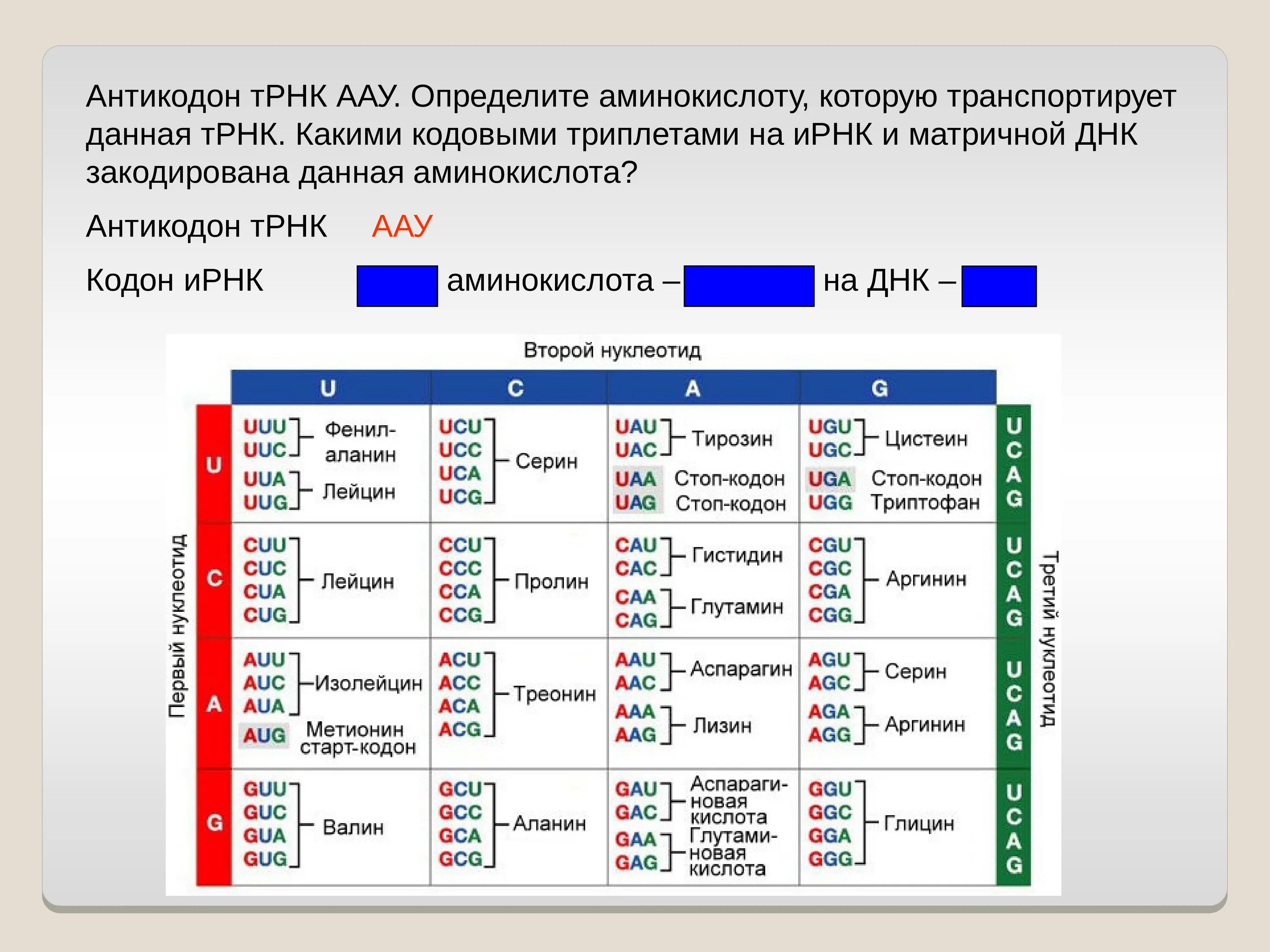 Кодоны матричной ДНК таблица. Антикодоны ТРНК. Кодон и антикодон. Что такое генетический код, кодон, антикодон?.