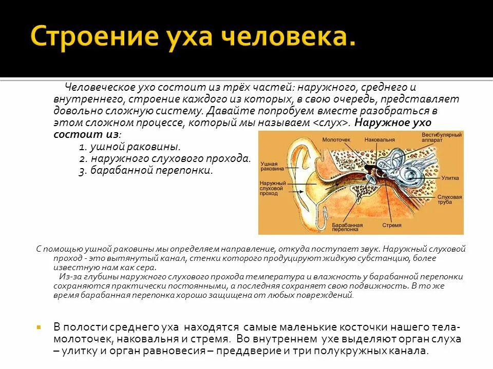 Строение и работа среднего уха. Структура уха. Строение уха кратко. Ухо состоит из трёх частей это. Очередность строения уха.