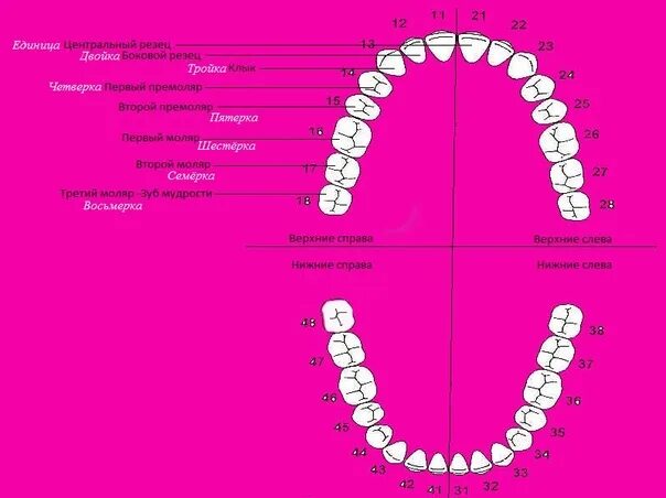 Зуб 1 8. Нумерация зубов. Зуб восьмерка это нумерация. Зубы восьмерки расположение. Зуб мудрости нумерация.