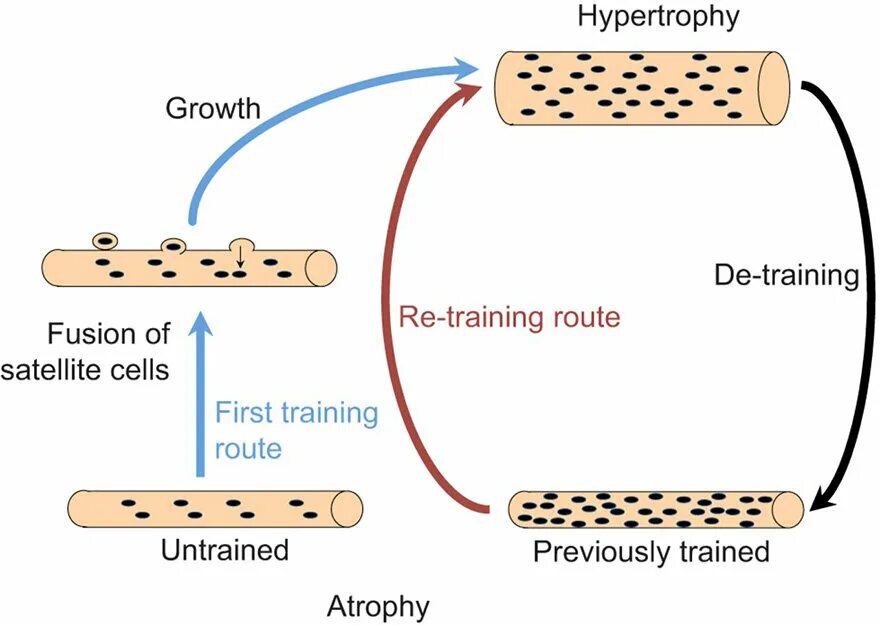 Muscle memory. Muscle hypertrophy. type hypertrophy. satellite cells.