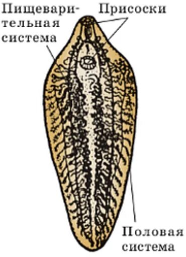Сосальщик биология 7 класс