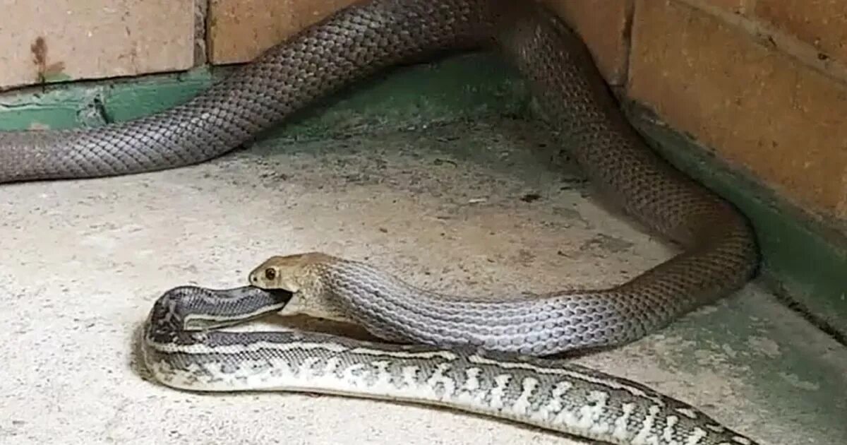 Почему змея ест