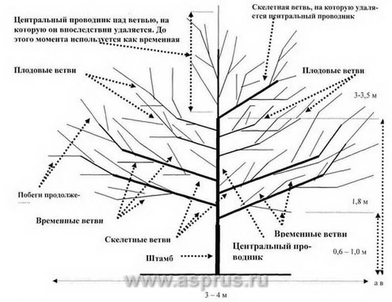 Схема подрезки плодовых деревьев. Схема структурной обрезки деревьев. Схема обрезки яблони осенью. Обрезка яблони весной схема. Схема обрезки плодовых деревьев весной